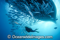 Diver and Schooling Trevally under boat Photo - Bob Halstead