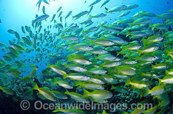 Schooling Bigeye Sea Perch photo