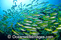 Schooling Bigeye Sea Perch Photo - Bob Halstead