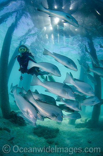 Diver and Trevally under Jetty photo