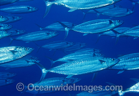 Mackeral Wahoo Photos, Pictures and Images