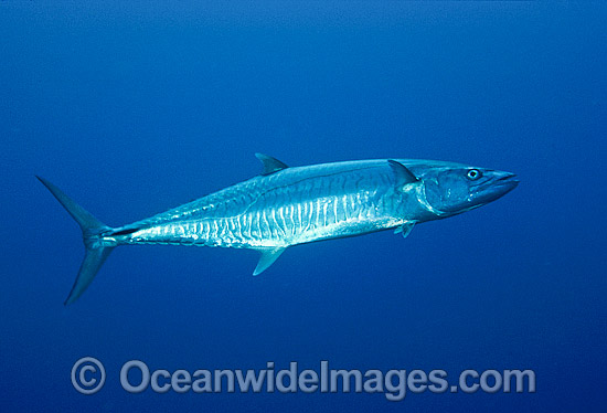king mackerel underwater