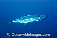 Narrow-barred Spanish Mackerel Photo - Bob Halstead
