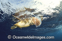 Green Sea Turtle feeding on Jellyfish Photo - Bob Halstead