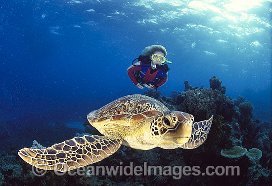 Green Sea Turtle with Scuba Diver photo