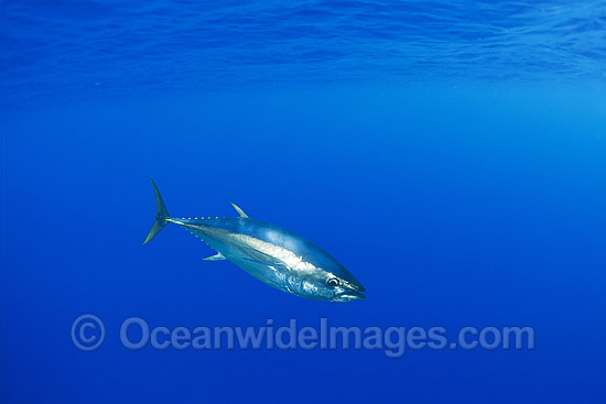 Southern Bluefin Tuna photo