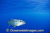 Southern Bluefin Tuna Photo - Gary Bell