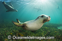 Australian Sea Lion Photo - Gary Bell