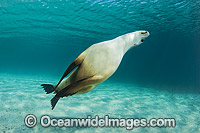 Australian Sea Lion swimming Photo - Gary Bell
