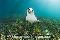 Australian Sea Lion Photo - Gary Bell