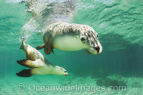 Australian Sea Lion photo