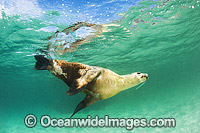 Australian Sea Lion bull Photo - Gary Bell