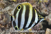 Six-banded Coral Fish Tilodon sexfasciatus Photo - Gary Bell