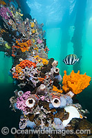 Six-banded Coralfish Tilodon sexfasciatus Photo - Gary Bell