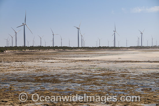 South Australian Wind Farm photo
