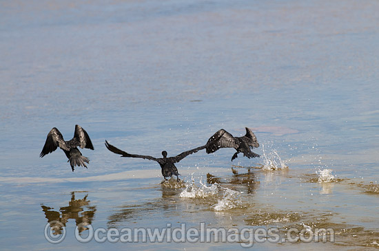 Little Black Cormorants photo