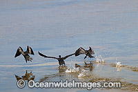 Little Black Cormorants Photo - Gary Bell