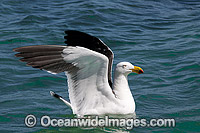 Pacific Gull Larus pacificus Photo - Gary Bell