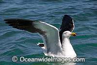 Pacific Gull Australia Photo - Gary Bell