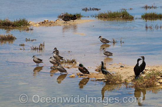 Estuary water birds photo