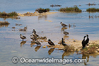 Estuary water birds Photo - Gary Bell