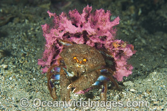Sponge Crab Cryptodromia octodetata photo