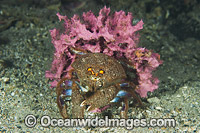 Sponge Crab Cryptodromia octodetata Photo - Gary Bell