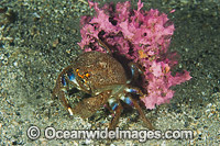 Sponge Crab with sponge cover Photo - Gary Bell