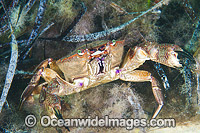 Red Swimmer Crab Nectocarcinus tuberculosus Photo - Gary Bell
