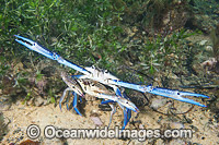 Blue Swimmer Crabs mating Photo - Gary Bell