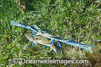 Blue Swimmer Crabs mating Photo - Gary Bell