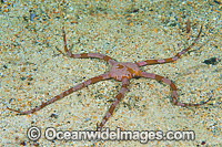 Brittle Star Ophiothrix assimilis Photo - Gary Bell