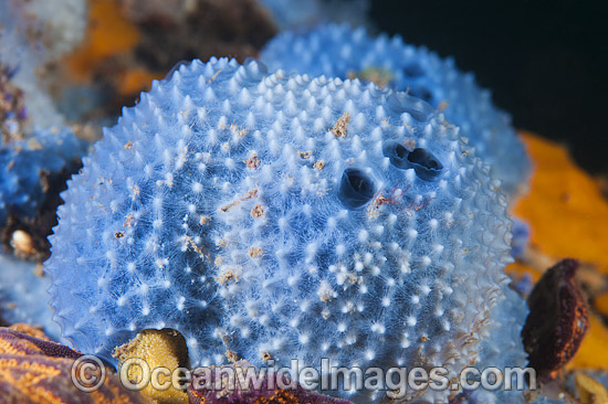 Sea Sponge at Edithburgh Jetty photo