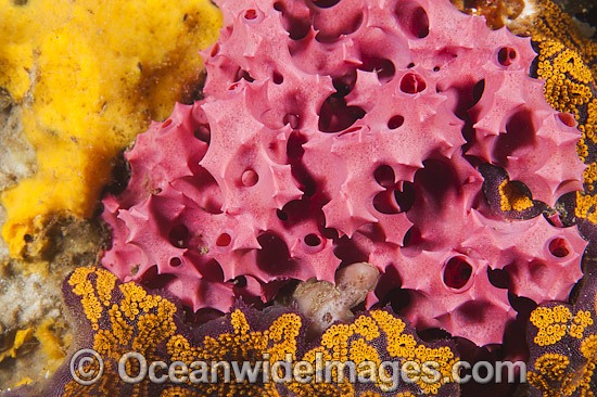 Sea Sponge at Edithburgh photo
