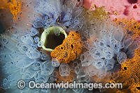 Tunicates on Jetty pylon Photo - Gary Bell