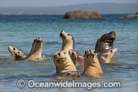 Australian Sea Lion Hopkins Island Photo - Gary Bell
