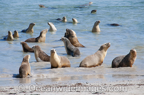 Australian Sea Lion Hopkins Island photo