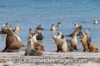 Australian Sea Lion bulls in shallows Photo - Gary Bell