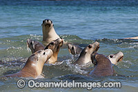Australian Sea Lions on Hopkins Island Photo - Gary Bell