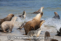 Australian Sea Lions entering ocean Photo - Gary Bell