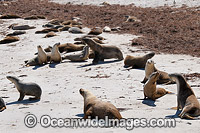 Australian Sea Lion resting on beach Photo - Gary Bell
