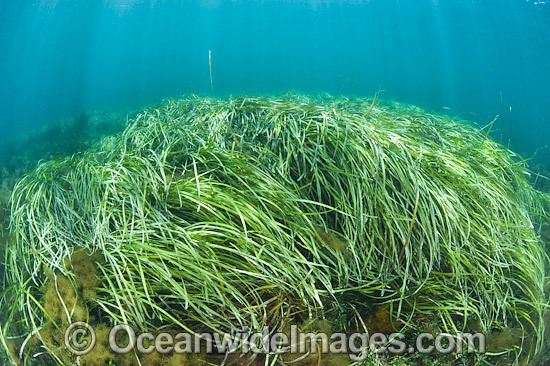 Seagrass South Australia photo