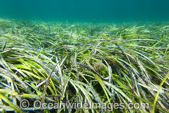 Seagrass Southern Australia photo