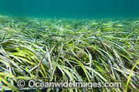 Seagrass Southern Australia Photo - Gary Bell
