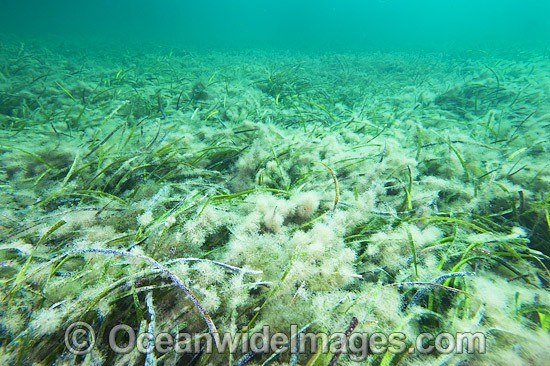 Sea Fungi in Seagrass photo