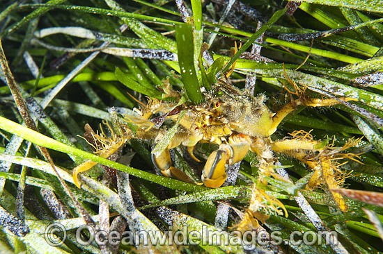 Decorator Crab in Sea Algae photo