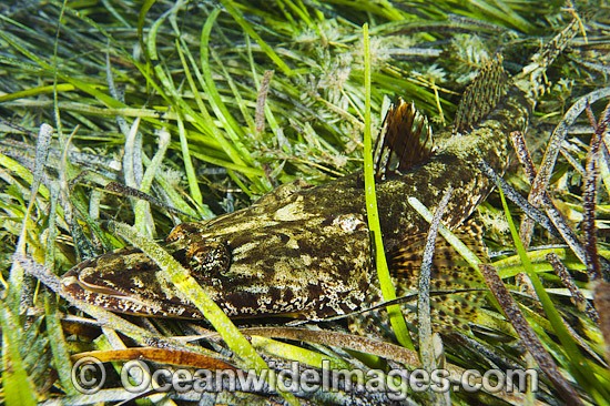 Flathead resting in Sea Grass photo
