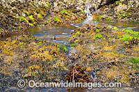 Sea Algae Hopkins Island Photo - Gary Bell