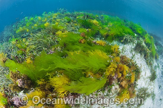 Sea Lettuce Ulva australis photo