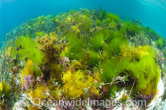 Sea Lettuce Ulva australis photo